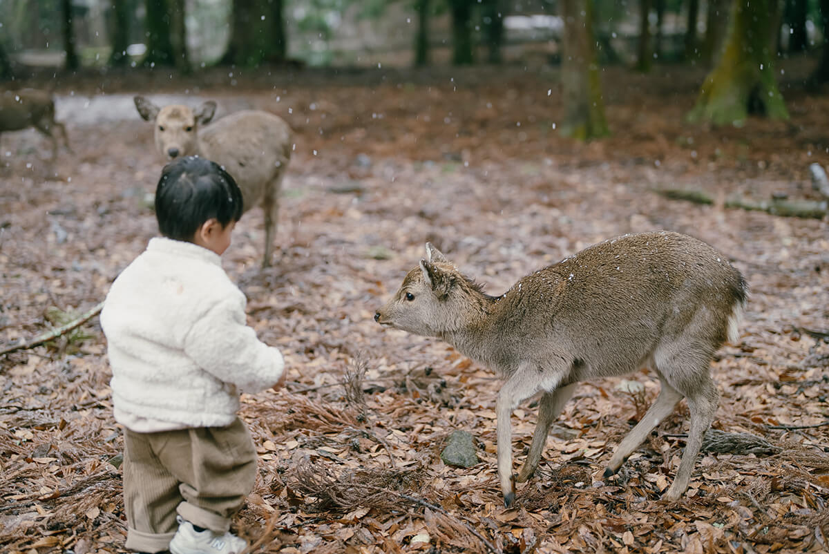 Osaka - Nara Park