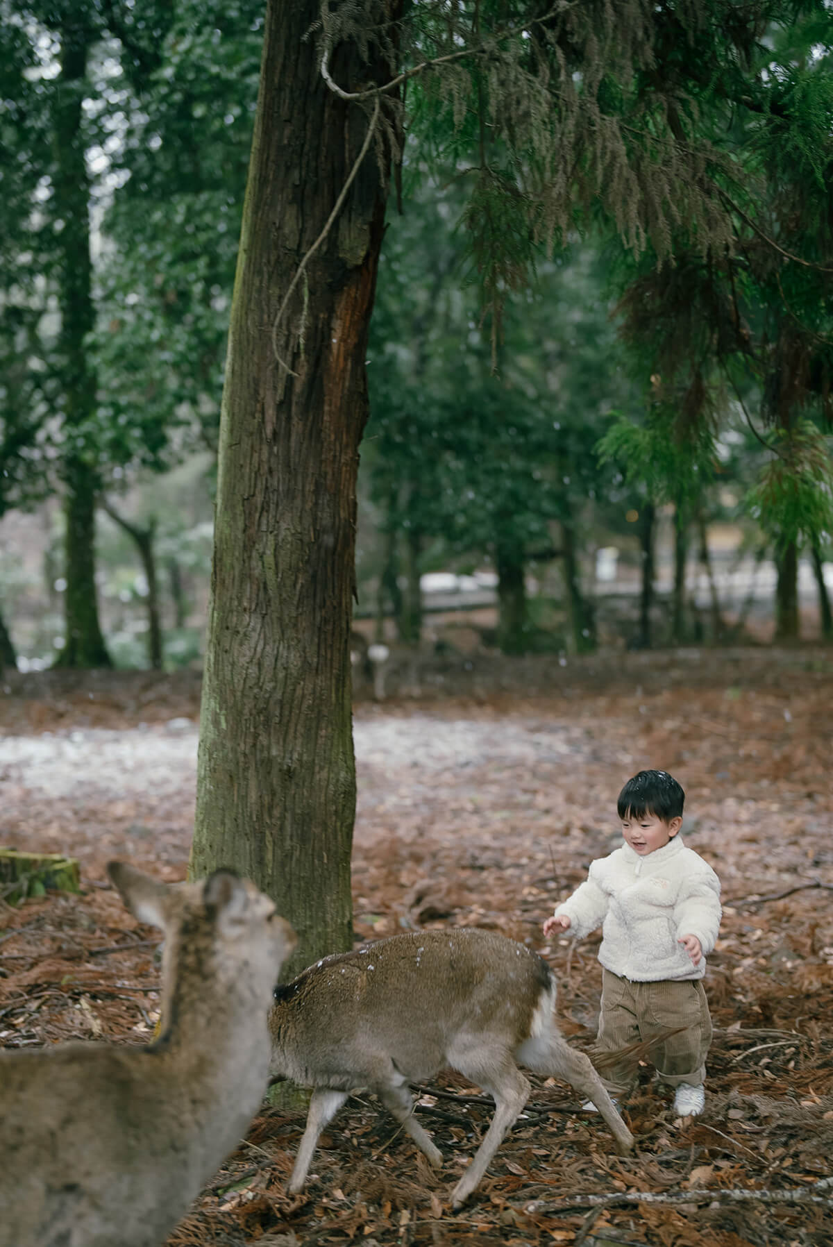 Osaka - Nara Park