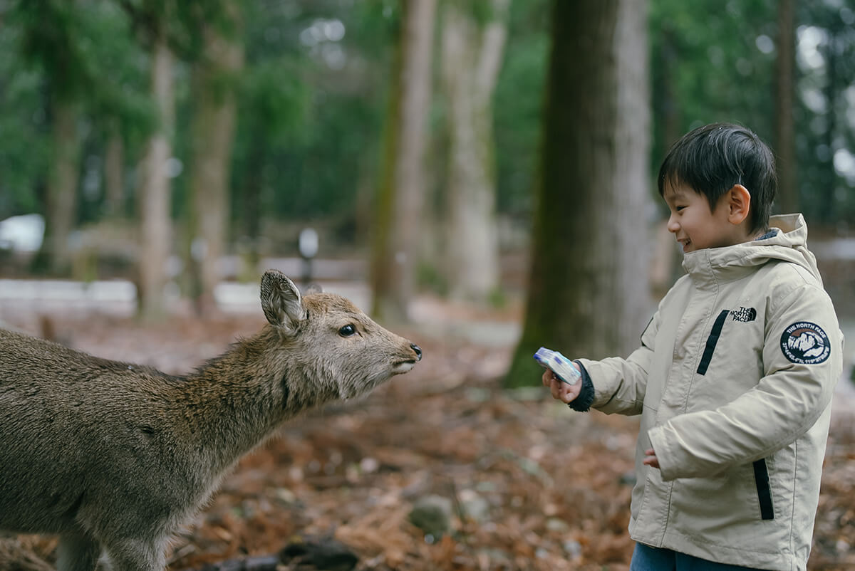 Osaka - Nara Park